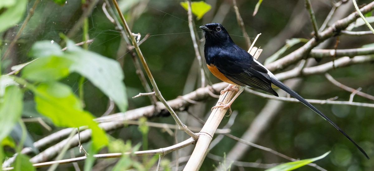 White-rumped Shama - ML625611186