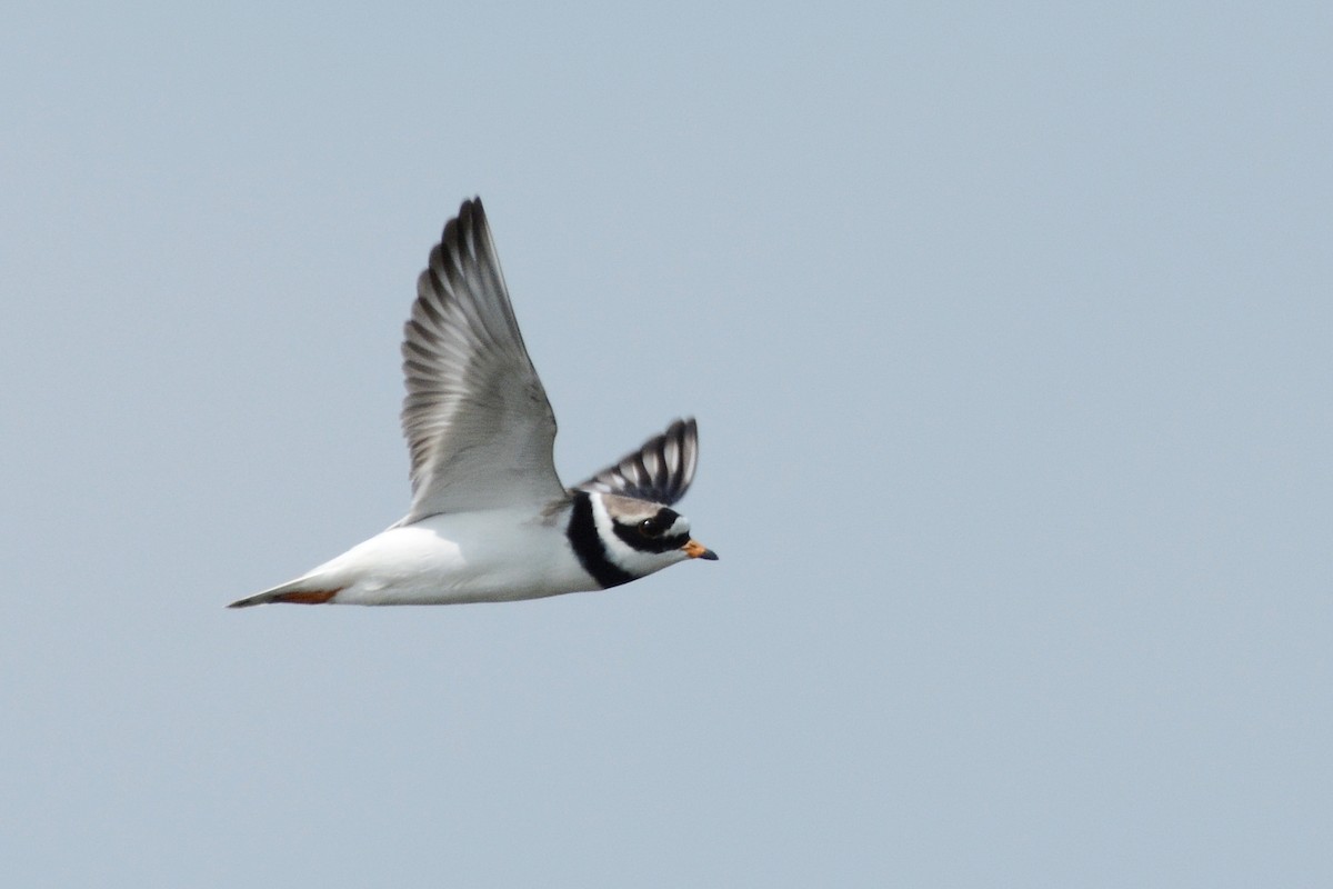 Common Ringed Plover - ML625611226