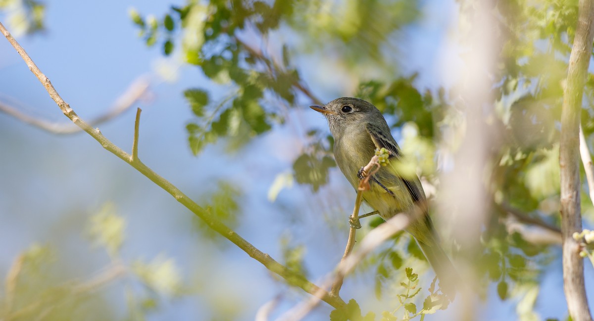 Hammond's Flycatcher - Michael Sadat