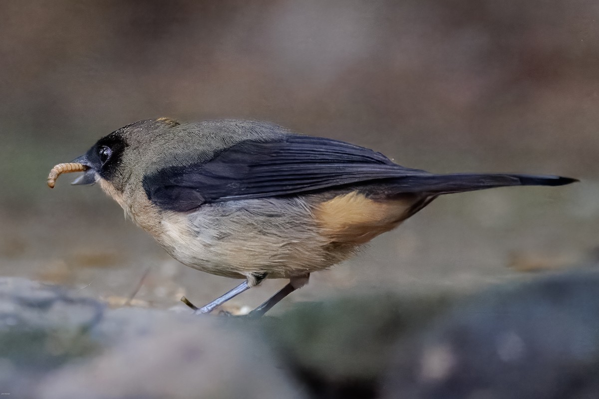 Black-goggled Tanager - ML625611426