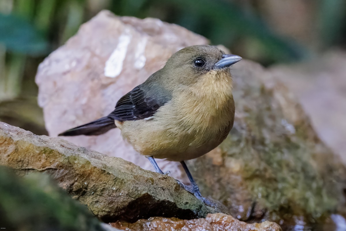 Black-goggled Tanager - ML625611428