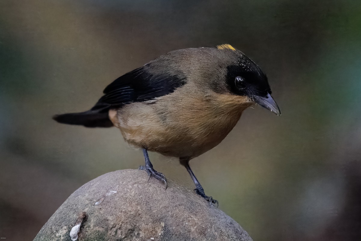 Black-goggled Tanager - ML625611430