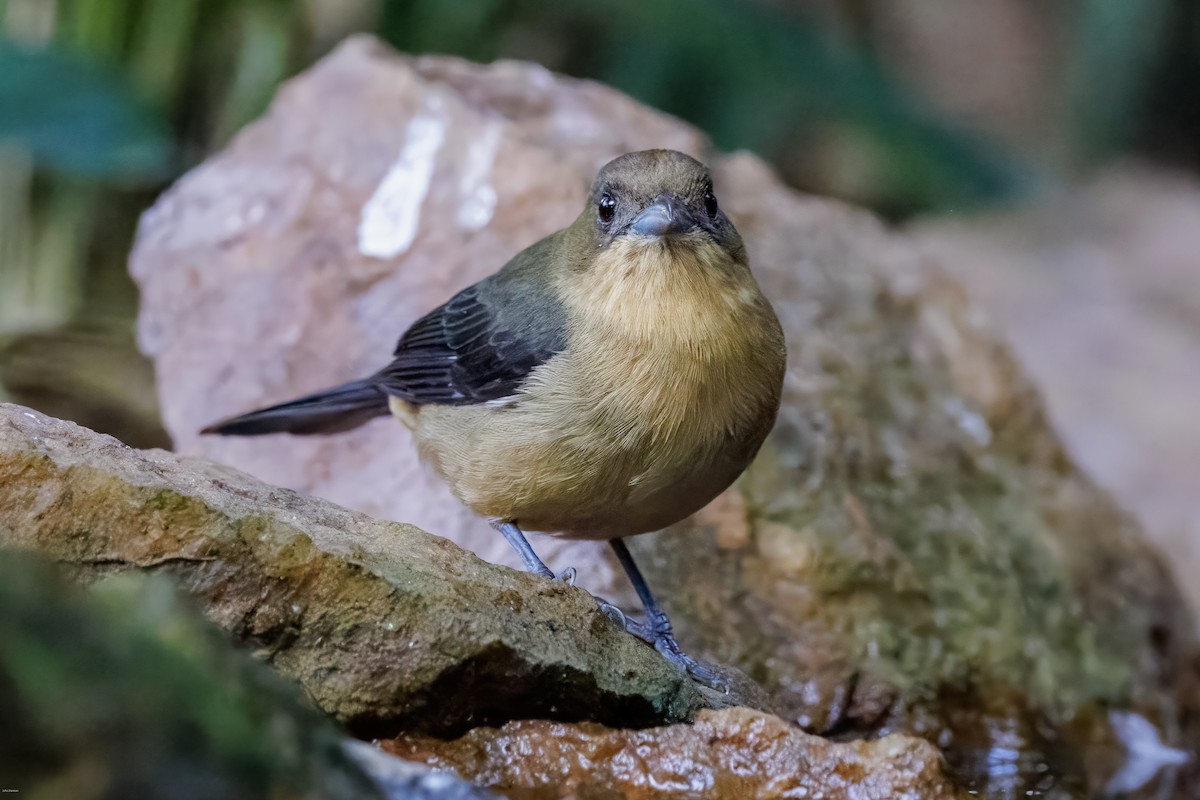 Black-goggled Tanager - ML625611431