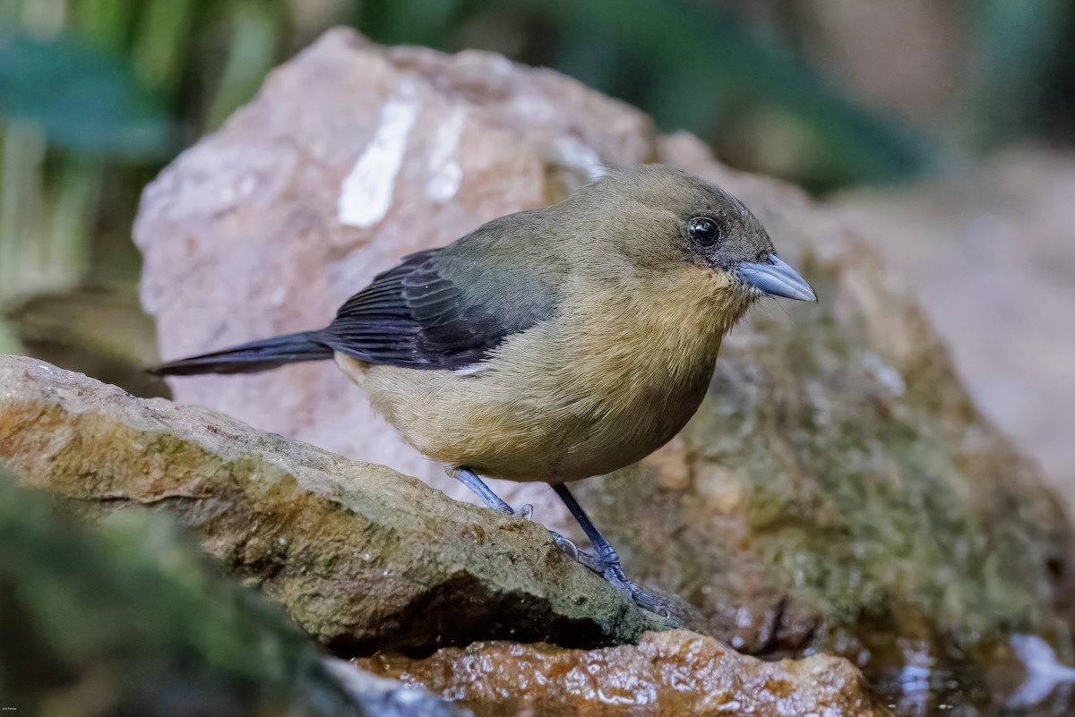 Black-goggled Tanager - ML625611433