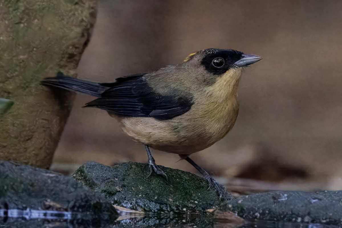 Black-goggled Tanager - ML625611434