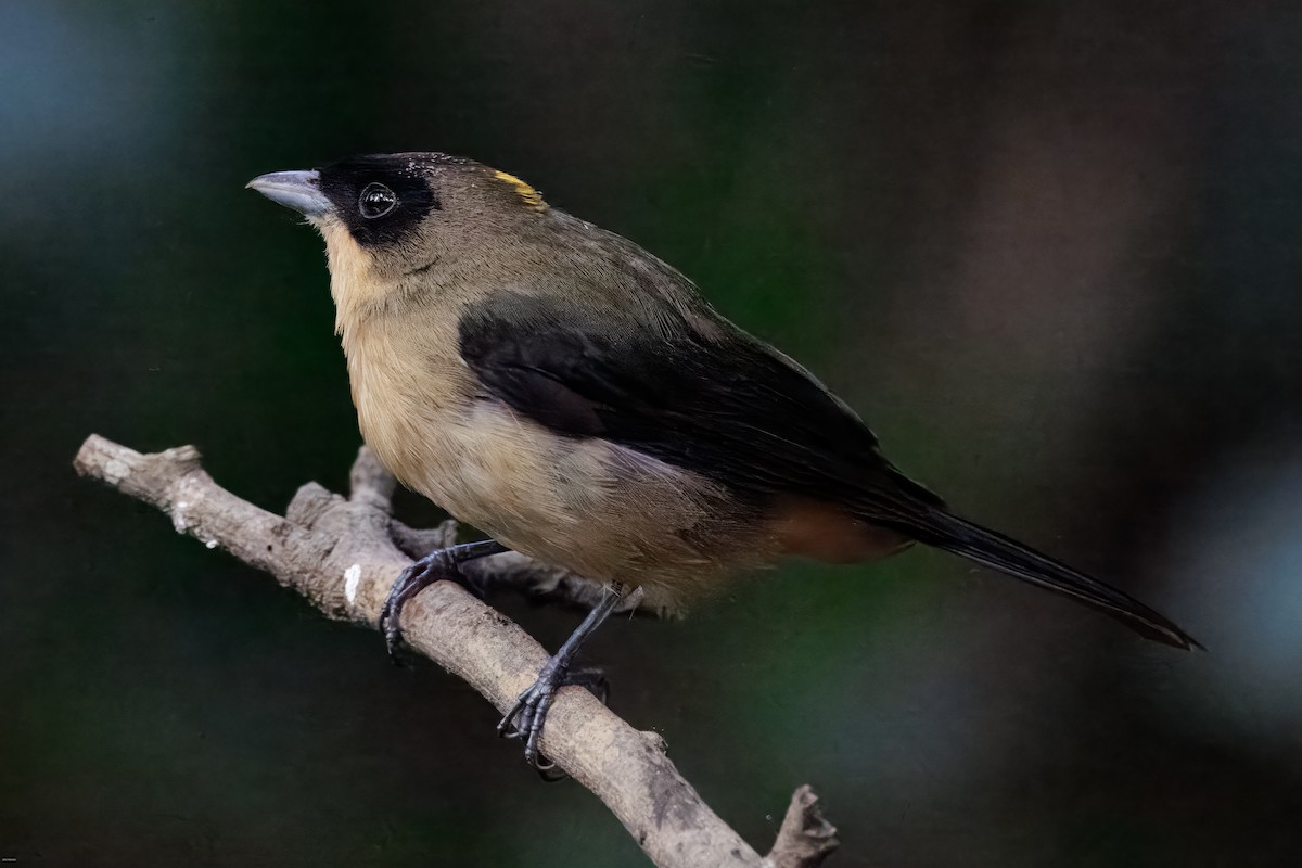 Black-goggled Tanager - ML625611435