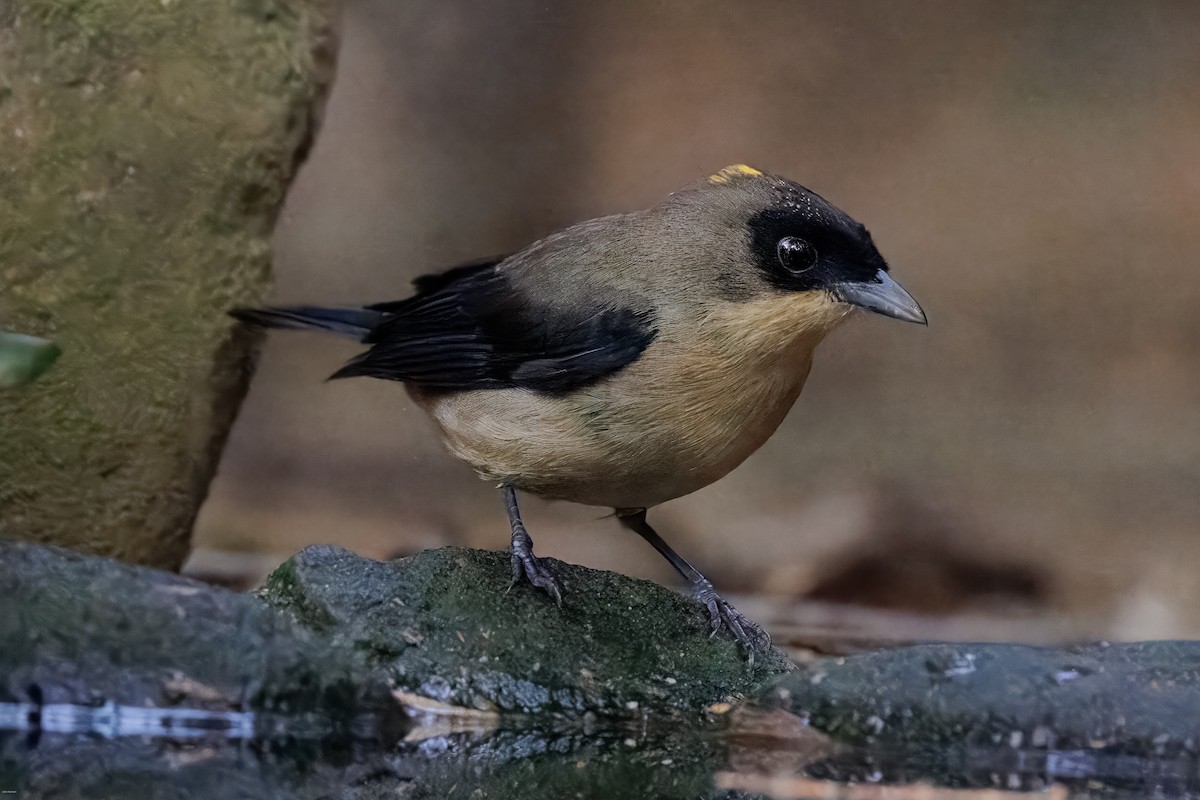 Black-goggled Tanager - ML625611436