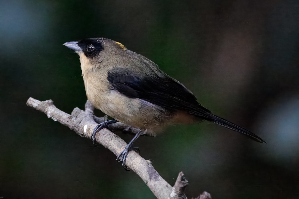 Black-goggled Tanager - ML625611439