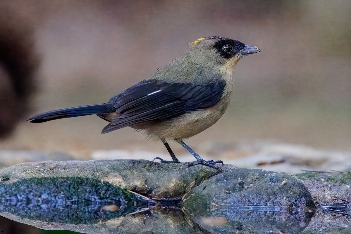 Black-goggled Tanager - ML625611440