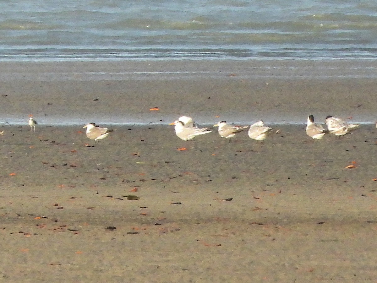 Lesser Crested Tern - ML625611509