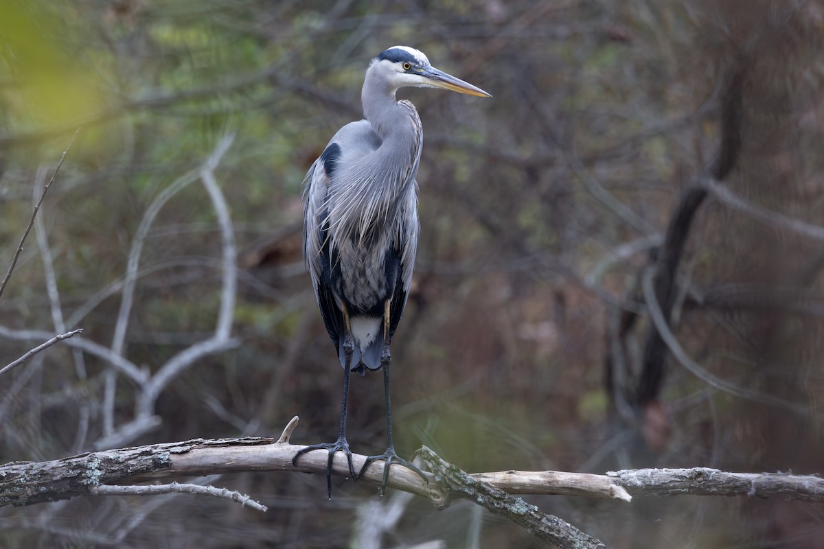 Great Blue Heron - ML625611544