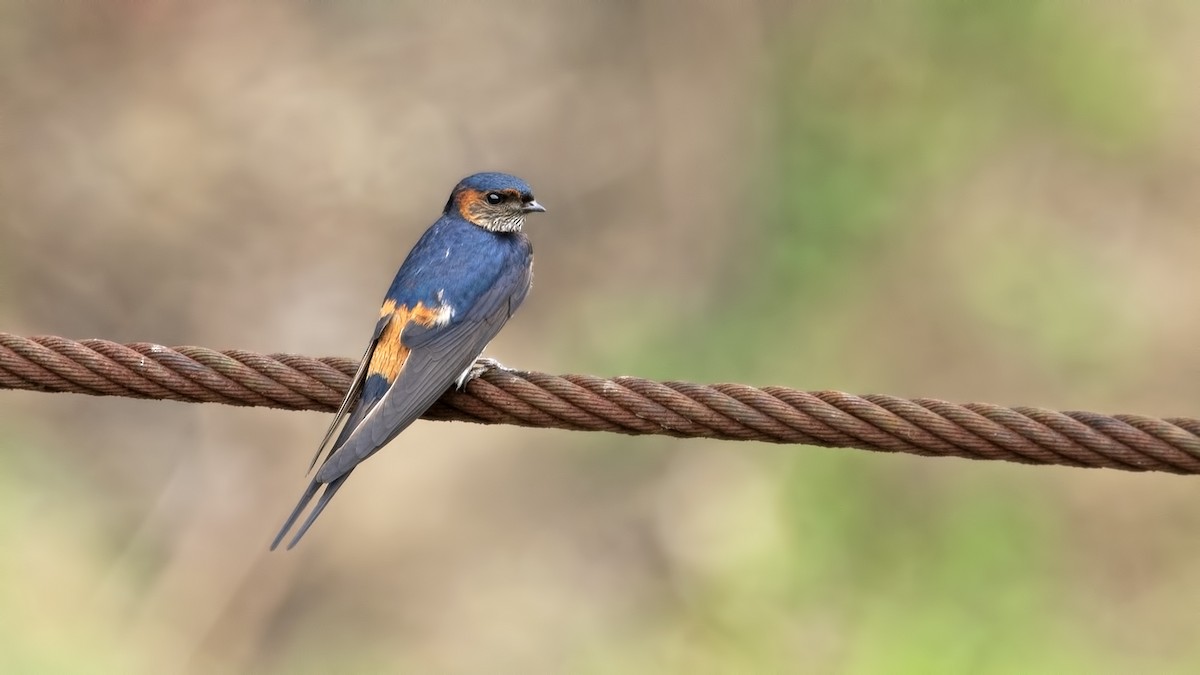 Golondrina Dáurica Oriental (grupo striolata) - ML625611625