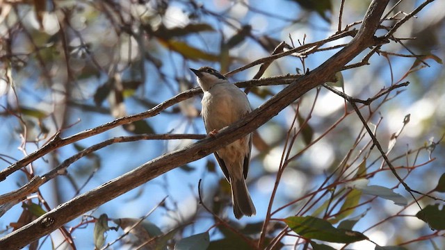 Brown-headed Honeyeater - ML625611630