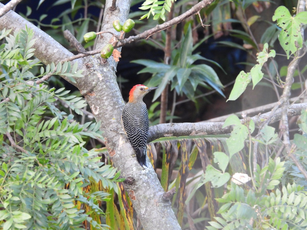 Golden-fronted Woodpecker - ML625611669