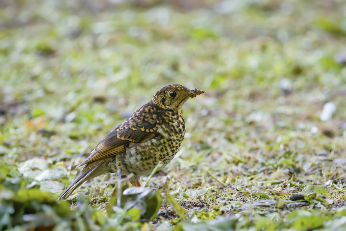 Scaly Thrush - ML625611676