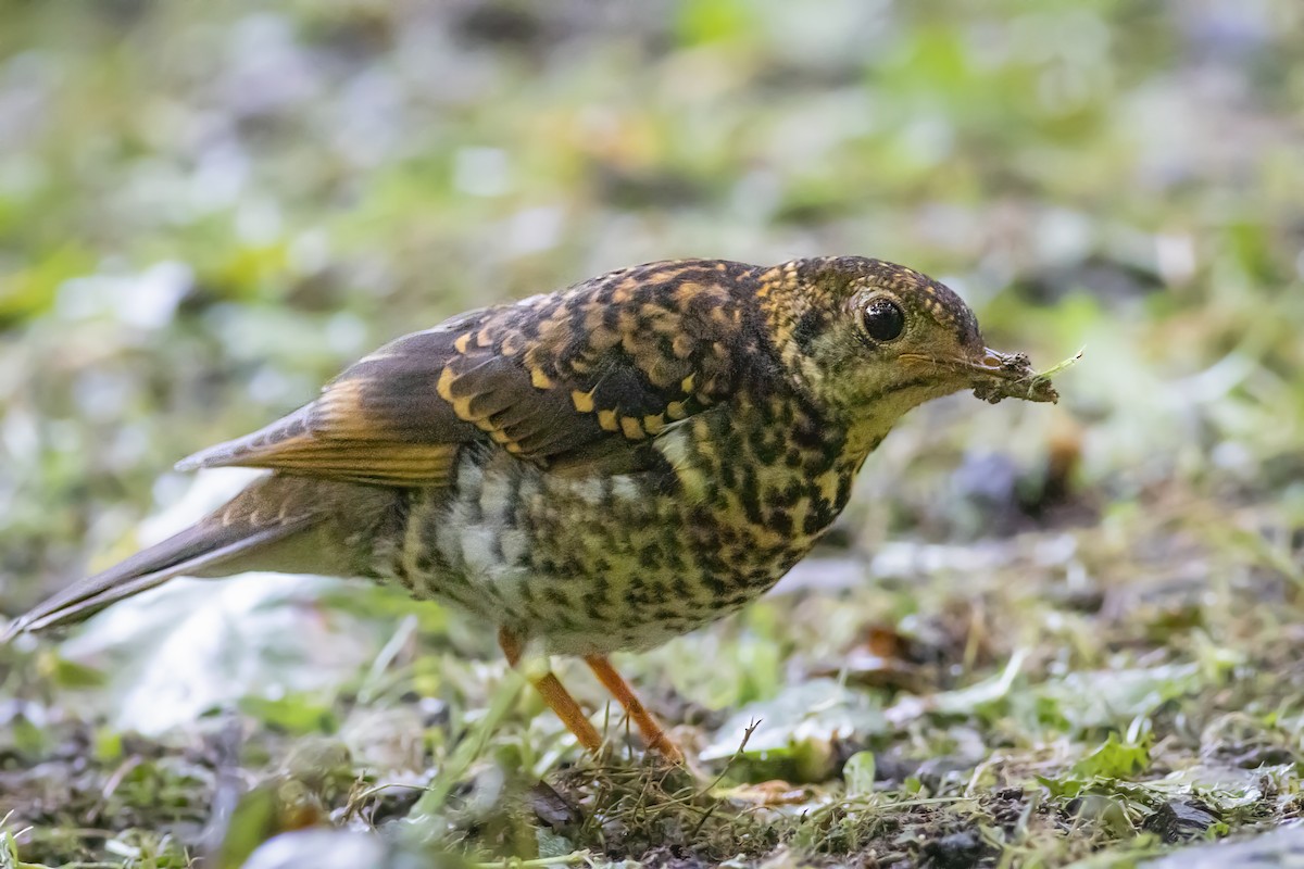 Scaly Thrush - ML625611749