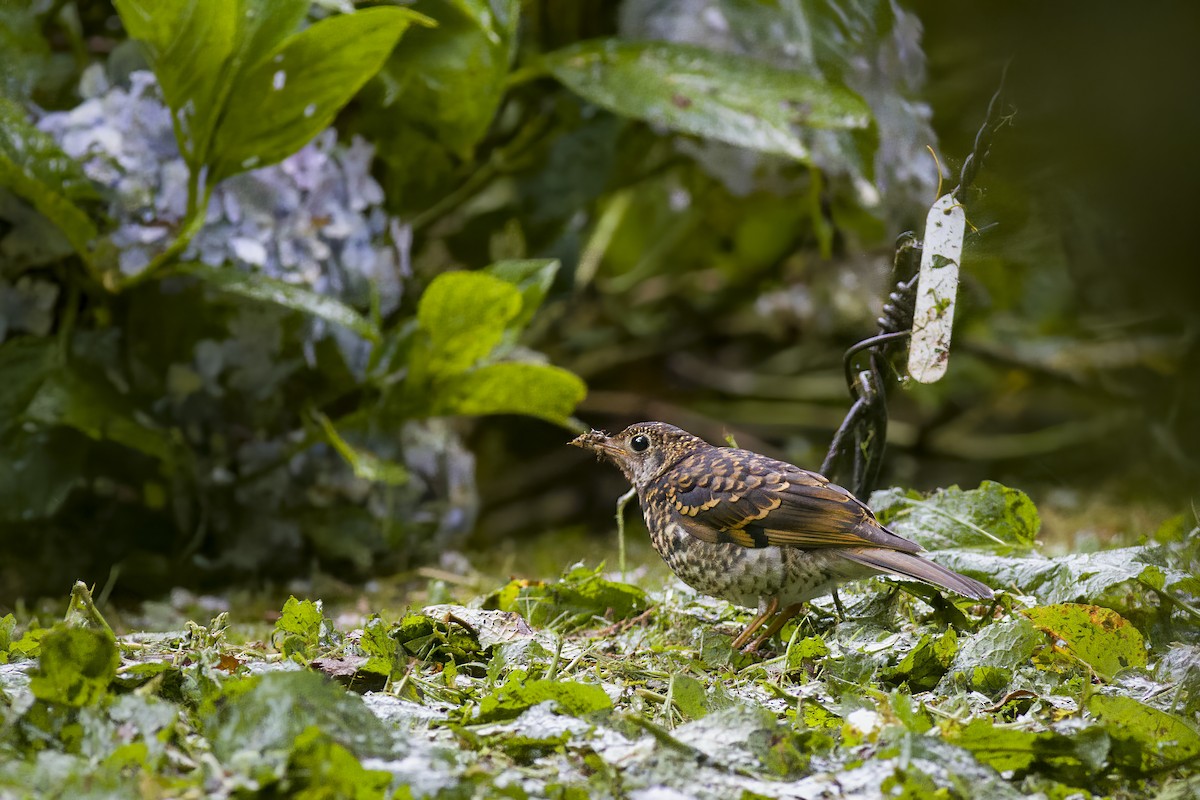 Scaly Thrush - ML625611754