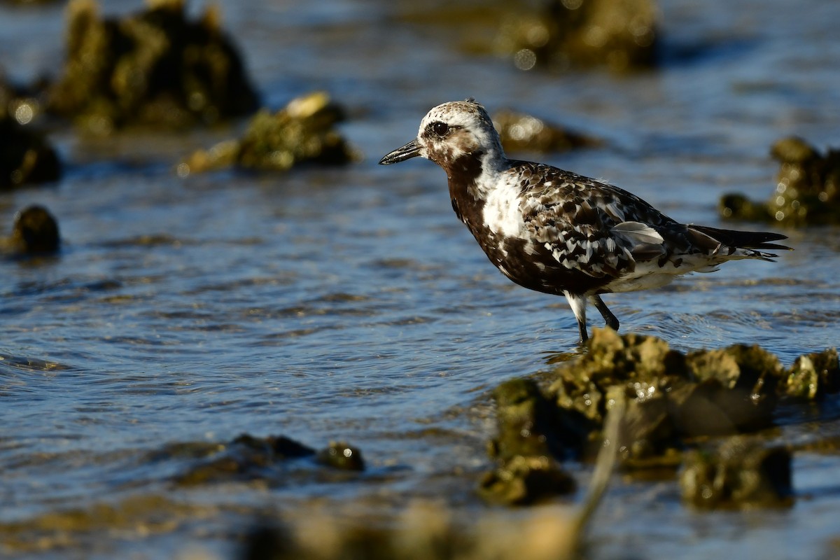 Black-bellied Plover - Etienne Pracht