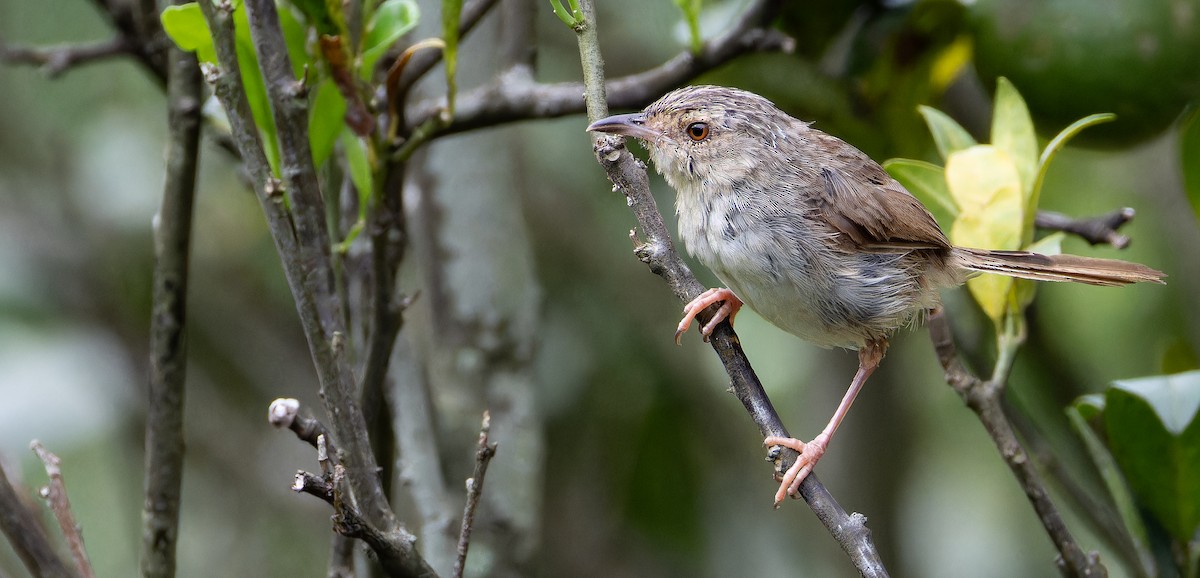 Striped Prinia - ML625611878