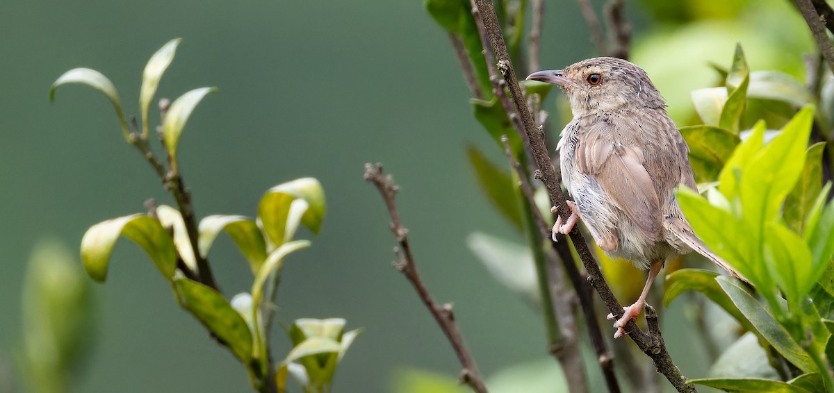 Striped Prinia - ML625611889