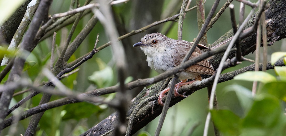 Striped Prinia - ML625611894