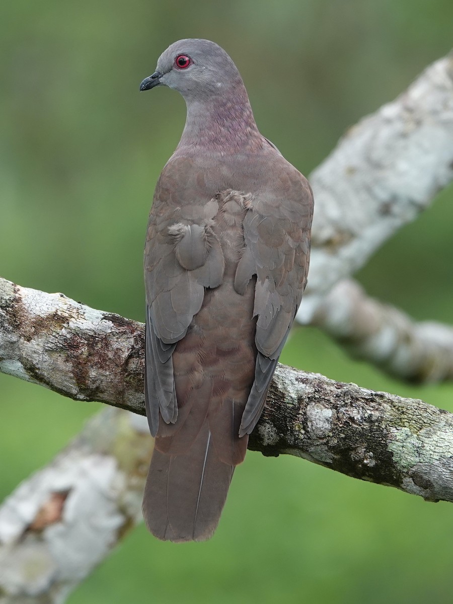 Dusky Pigeon - ML625612063