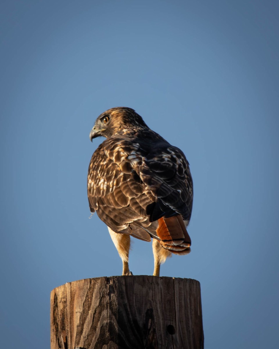 Red-tailed Hawk - ML625612073