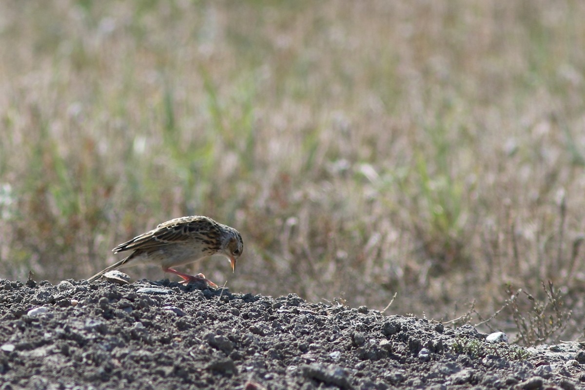 Sprague's Pipit - ML625612081