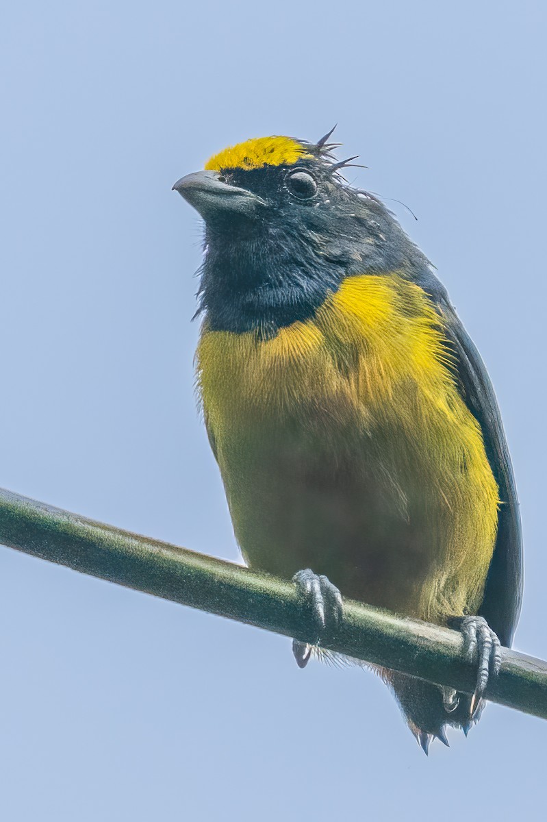 Fulvous-vented Euphonia - ML625612255