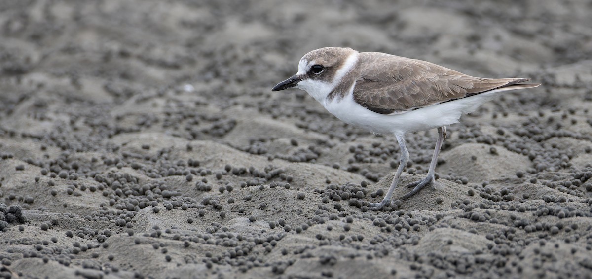 Seeregenpfeifer (alexandrinus/nihonensis) - ML625612266