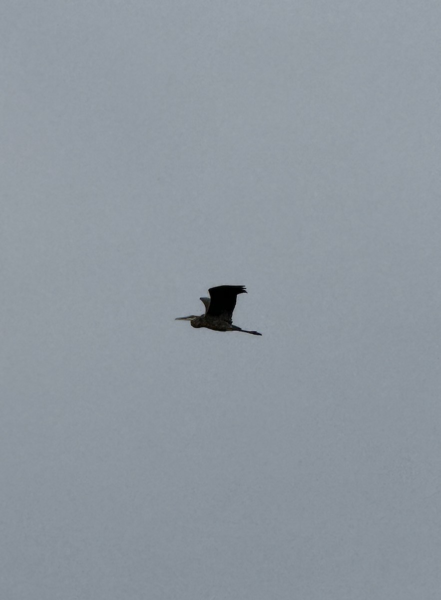 Great Blue Heron - ML625612290