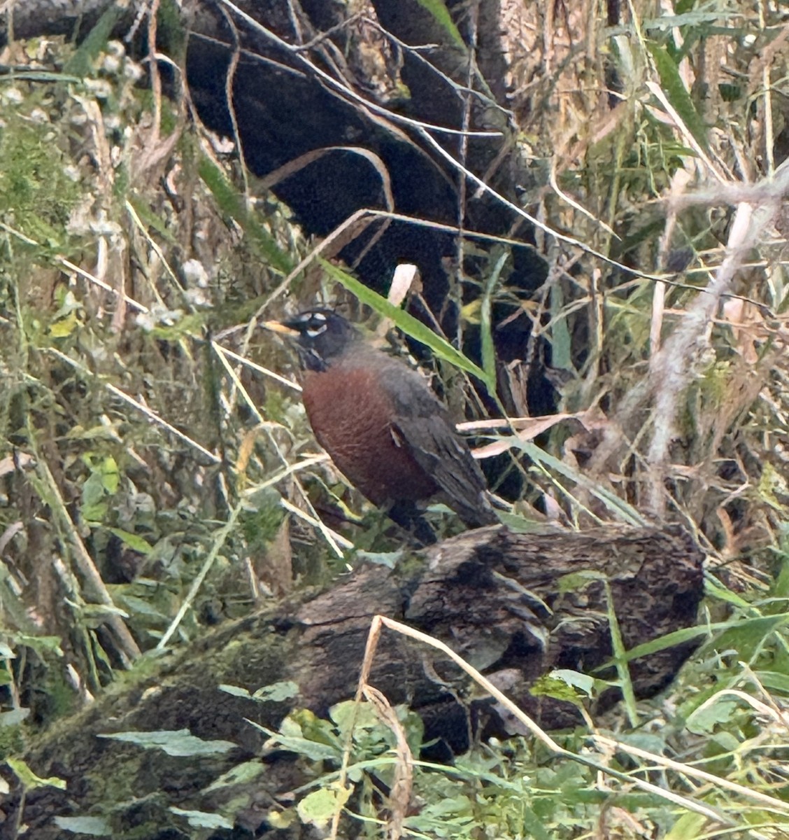 American Robin - ML625612295