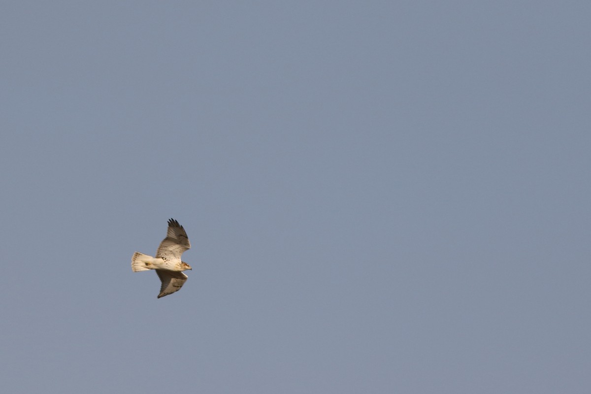 Ferruginous Hawk - ML625612321