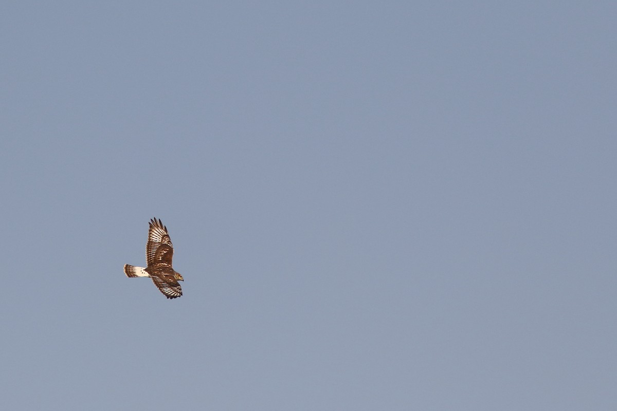 Ferruginous Hawk - ML625612323