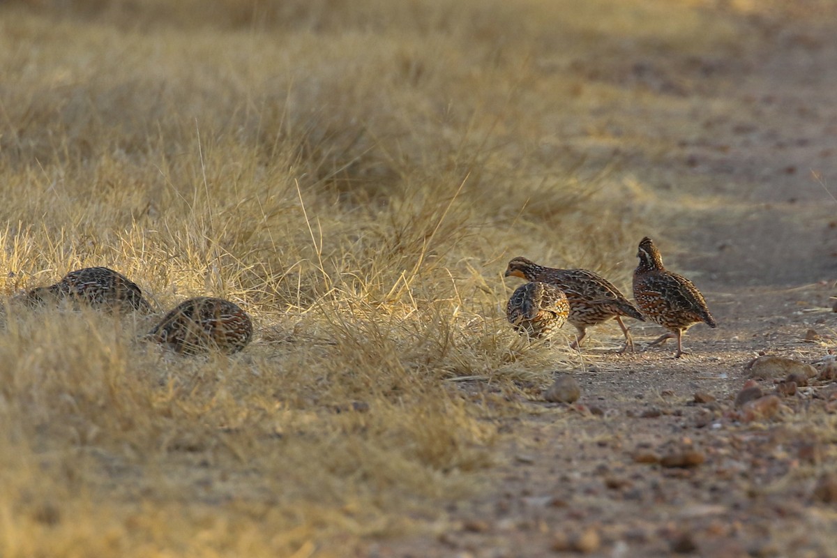 Northern Bobwhite - ML625612351