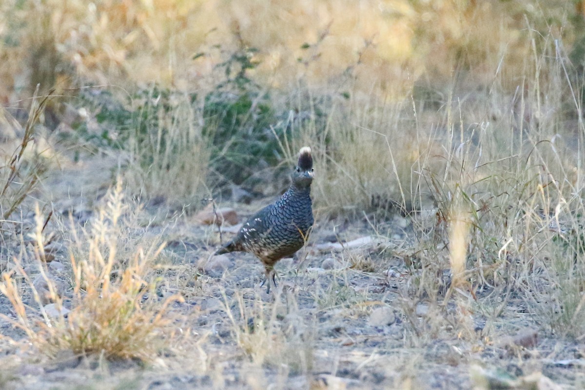Scaled Quail - ML625612356