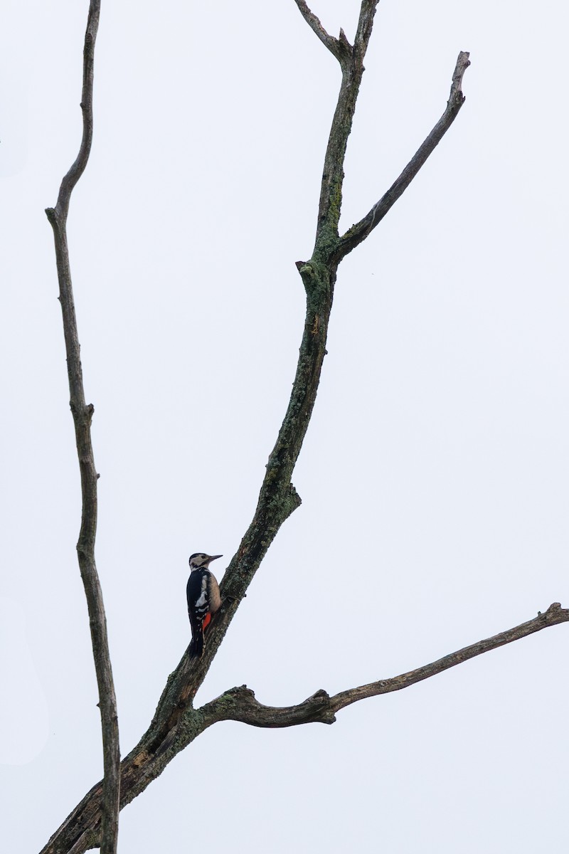 Great Spotted Woodpecker - ML625612445