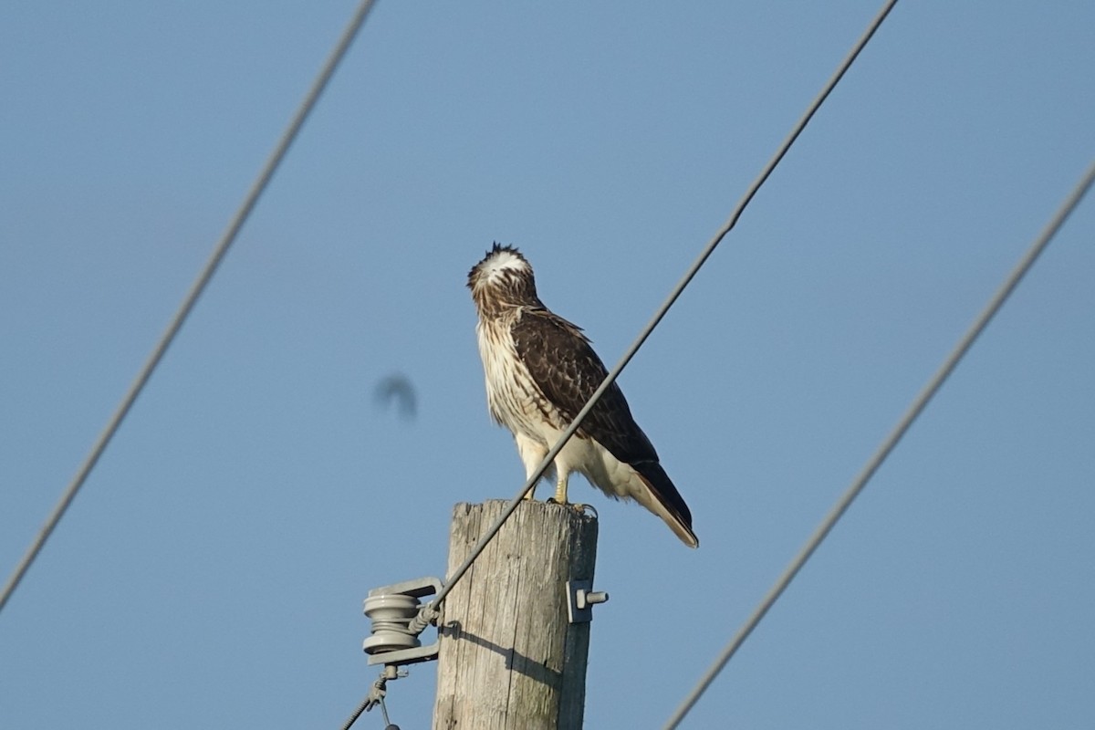 Red-tailed Hawk - ML625612590