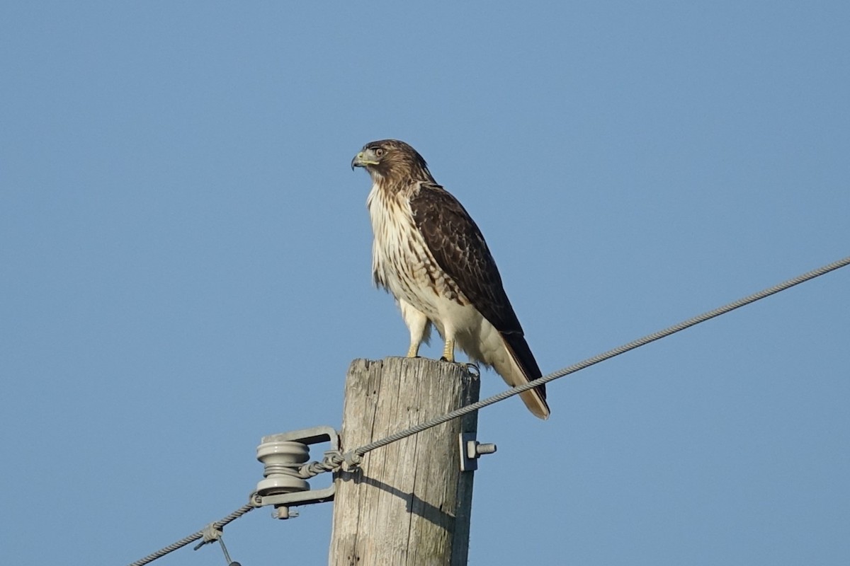 Red-tailed Hawk - ML625612591