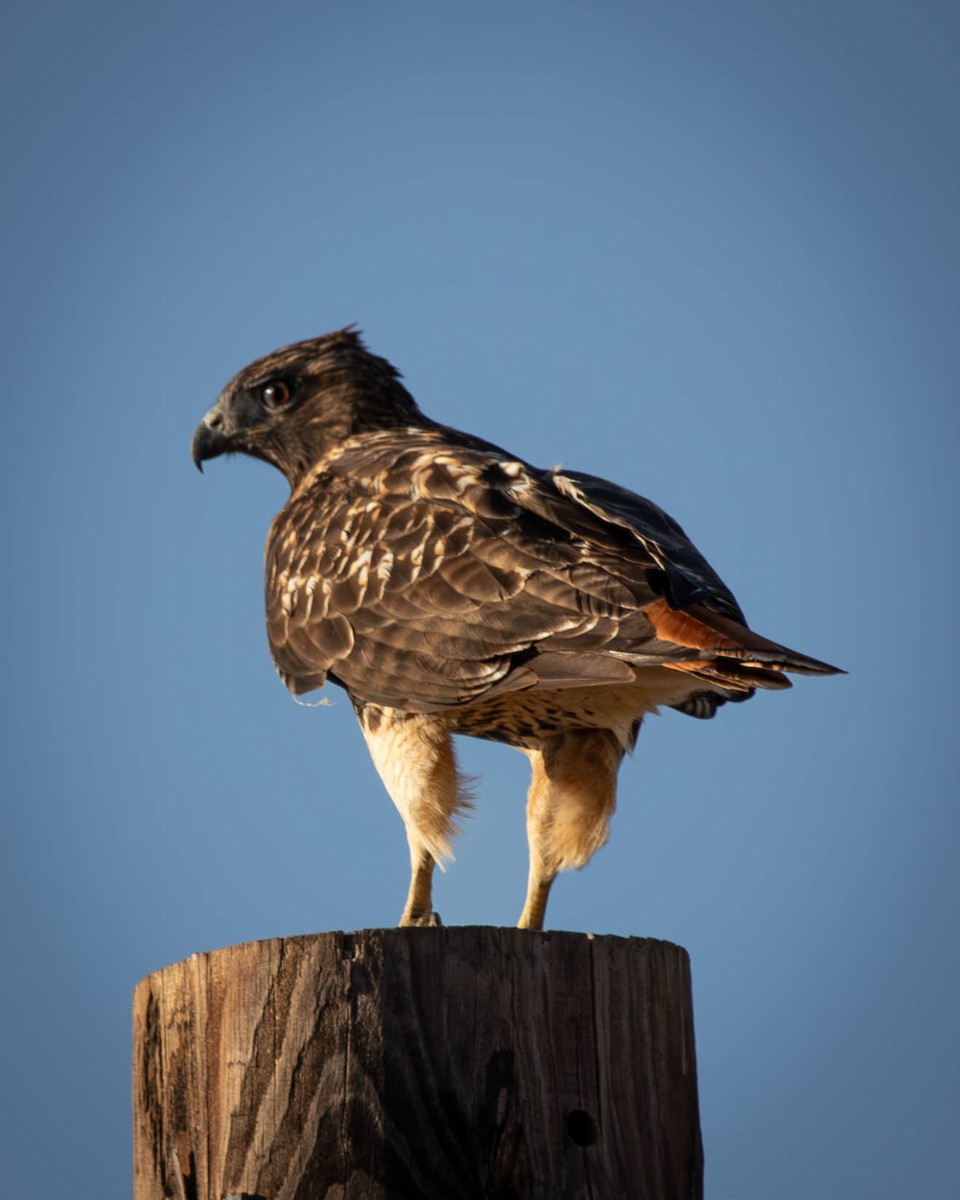 Red-tailed Hawk - ML625612599