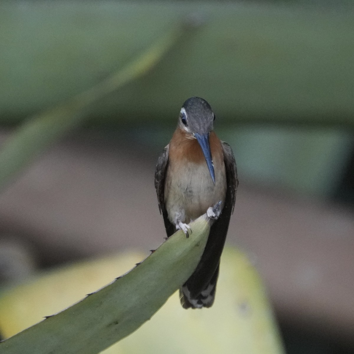 Hook-billed Hermit - ML625612675