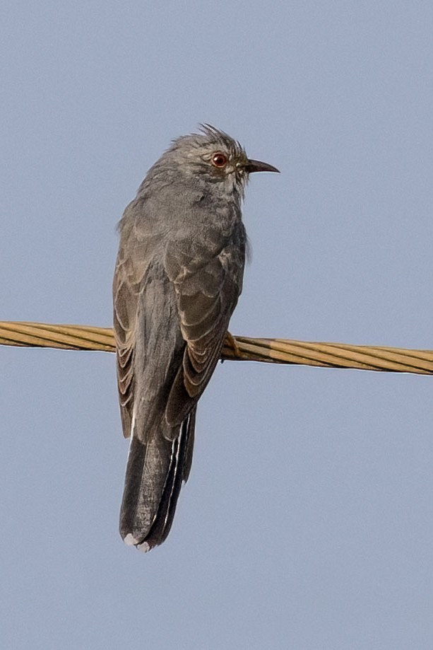 Gray-bellied Cuckoo - Dinesh Kumar