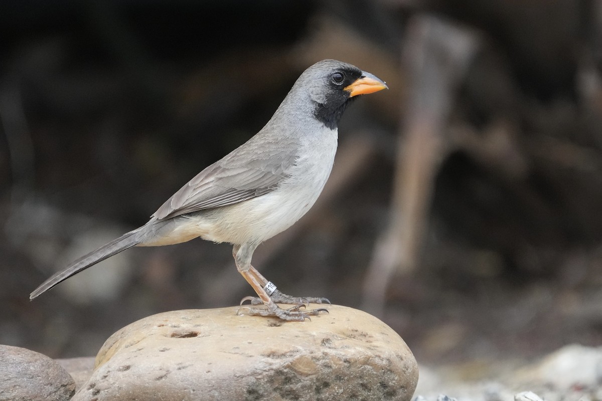 Black-throated Saltator - ML625612765