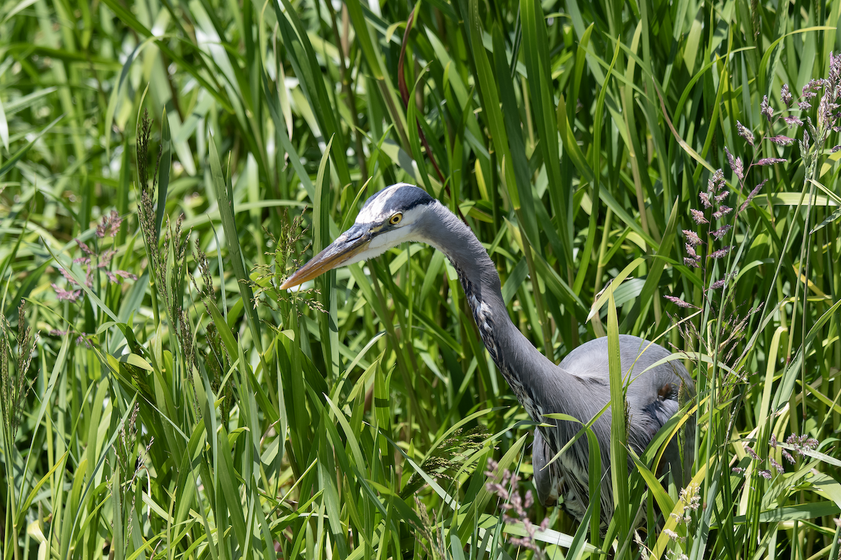 Great Blue Heron - ML625612864