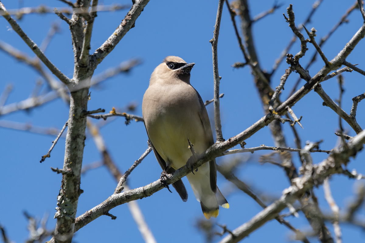 Cedar Waxwing - ML625612912
