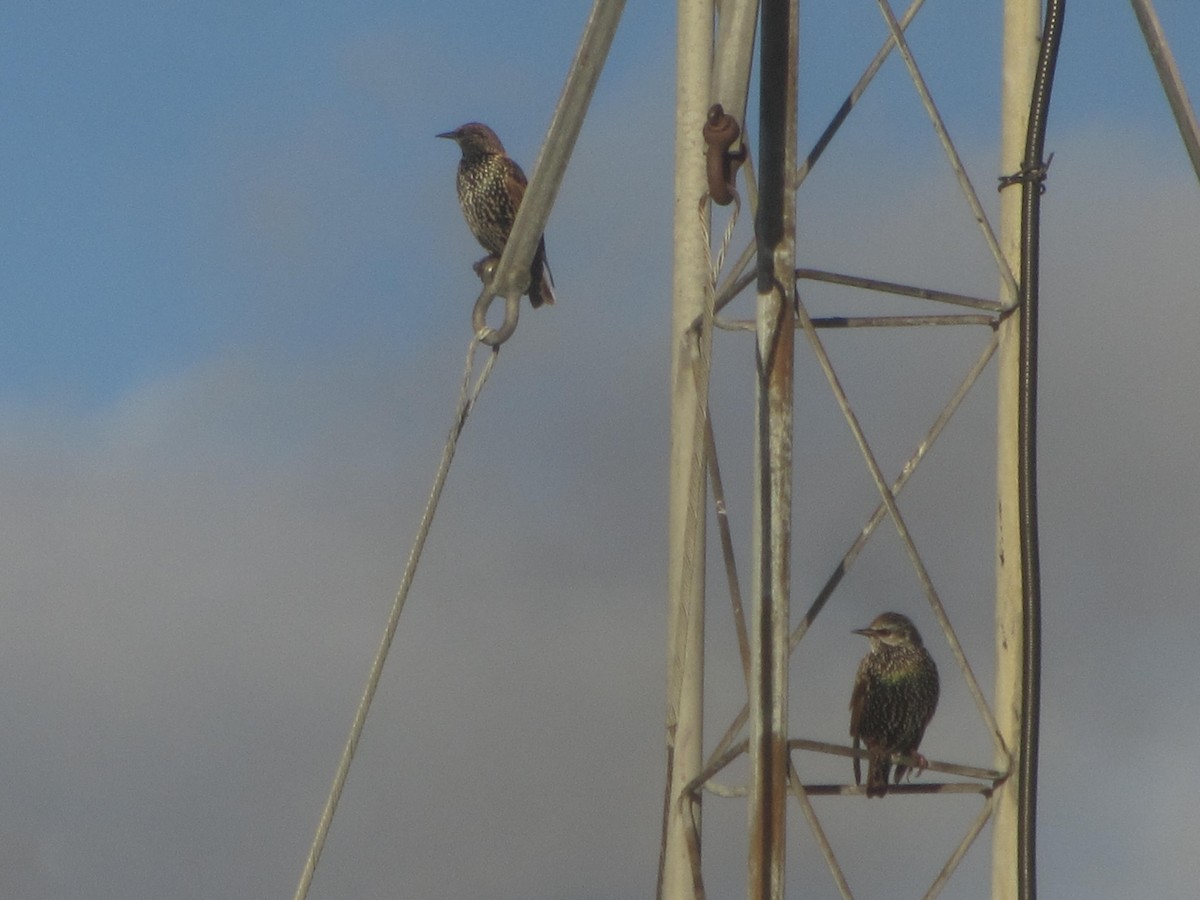 European Starling - meg test