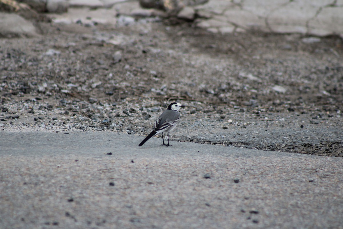 White Wagtail - Pablo Vázquez Serantes