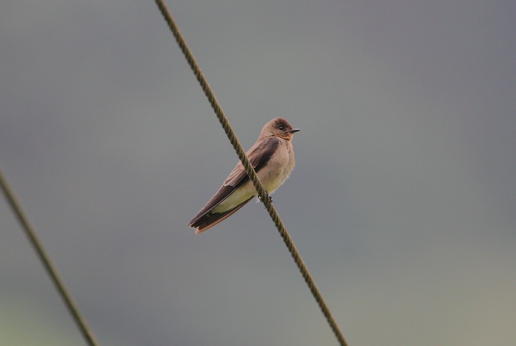 Southern Rough-winged Swallow - ML625613257