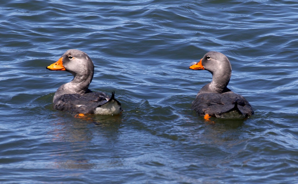 Flightless Steamer-Duck - ML625613258