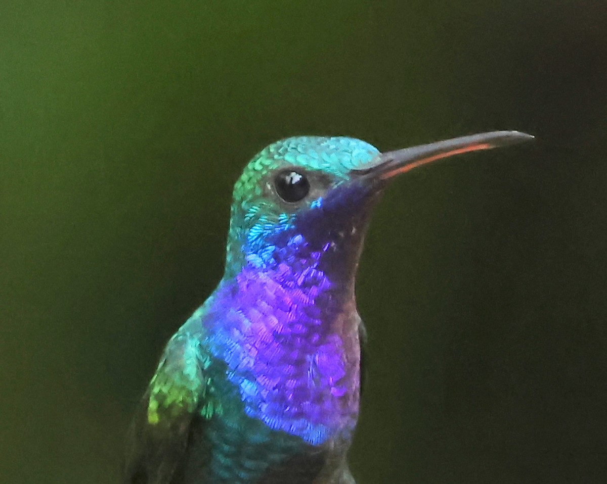 Sapphire-throated Hummingbird - ML625613348